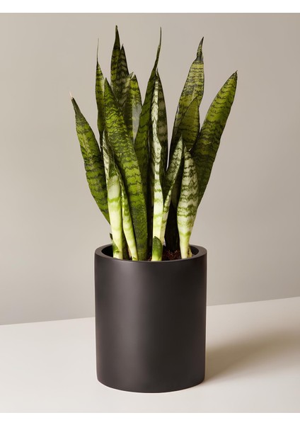 Dekoratif Salon Çiçeği Yeşil Kılıç Canlı Bitki 20CM-40CM