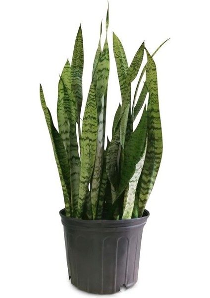 Dekoratif Salon Çiçeği Yeşil Kılıç Canlı Bitki 20CM-40CM