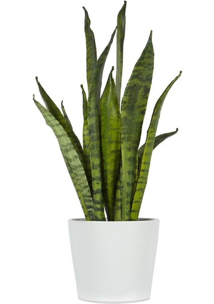 Paşa Kılıcı Yeşil Kılıç Çiçeği 1 ADET Saksılı 30-40Cm Dekoratif Salon Çiçeği Canlı Bitki