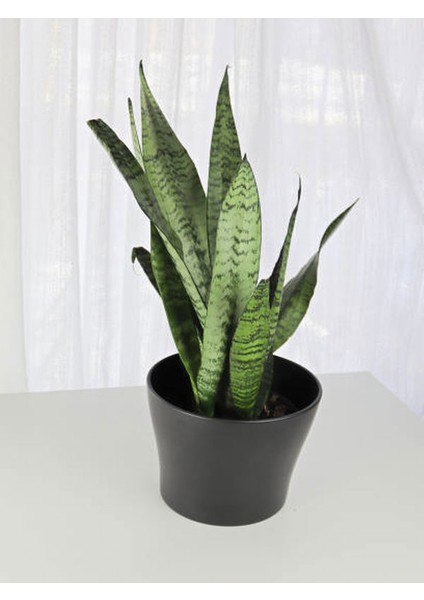 Paşa Kılıcı Yeşil Kılıç Çiçeği 1 ADET Saksılı 30-40Cm Dekoratif Salon Çiçeği Canlı Bitki fiyatları