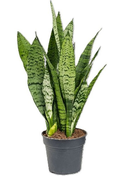 Paşa Kılıcı Yeşil Kılıç Çiçeği 1 ADET Saksılı 30-40Cm Dekoratif Salon Çiçeği Canlı Bitki modelleri