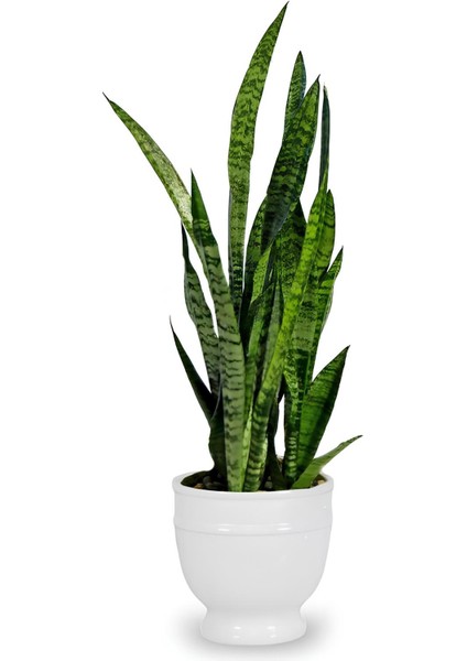 Kılıç Çiçeği Paşa Kılıcı 30-40cm Peygamber Kılıcı Ev Bitkisi Ofis Bitkisi Salon Bitkisi 3 Köklüdür