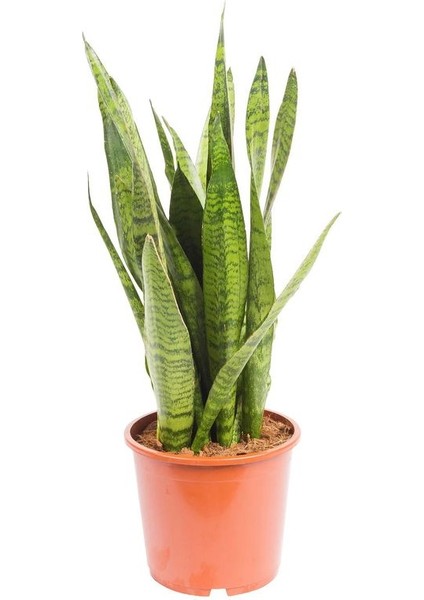 Kılıç Çiçeği Paşa Kılıcı 30-40cm Peygamber Kılıcı Ev Bitkisi Ofis Bitkisi Salon Bitkisi 3 Köklüdür fiyatları