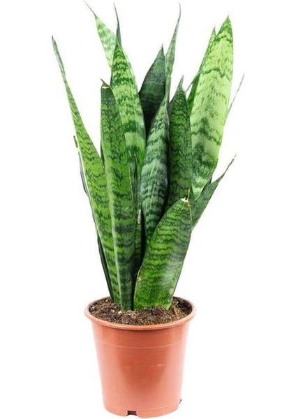 Kılıç Çiçeği Paşa Kılıcı 30-40cm Peygamber Kılıcı Ev Bitkisi Ofis Bitkisi Salon Bitkisi 3 Köklüdür modelleri