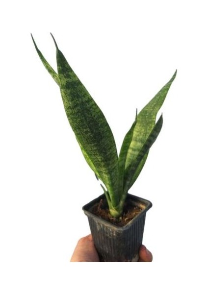 Kılıç Bitkisi Iç Mekan 1 Adet Saksılı 15-25CM(Sanseveria Trifasciata)