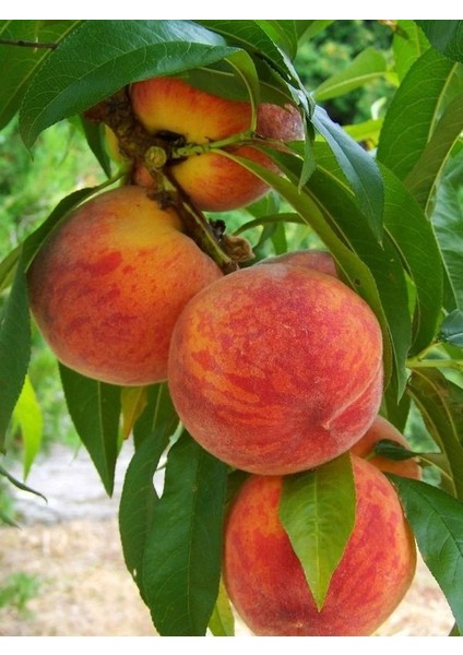 Şeftali Fidanı 1 ADET Saksılı 50-70Cm(Peach)