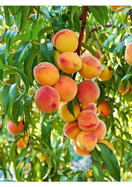 Tüplü Fidan Bursa Yarma Şeftali Fidanı 1 ADET Saksılı 50-70Cm