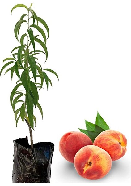 Tüplü Fidan Bursa Yarma Şeftali Fidanı 1 ADET Saksılı 50-70Cm fiyatları