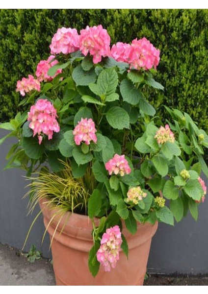Pembe Ortanca Çiçeği Fidanı 1 Adet Saksıda 20-40Cm