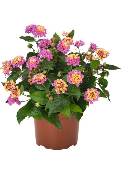 Bitkim Sende Videolu Sarı ve Pembe Renkli Çalı Minesi 30-40cm Saksılı (Lantana Flower)