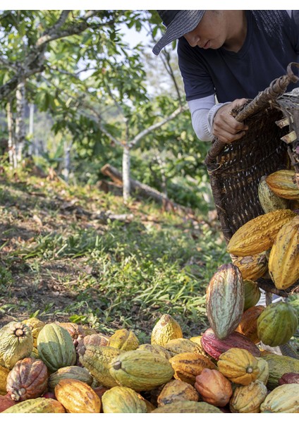 Peru San Martin Kavrulmuş Kakao Çekirdeği 100G fırsatları