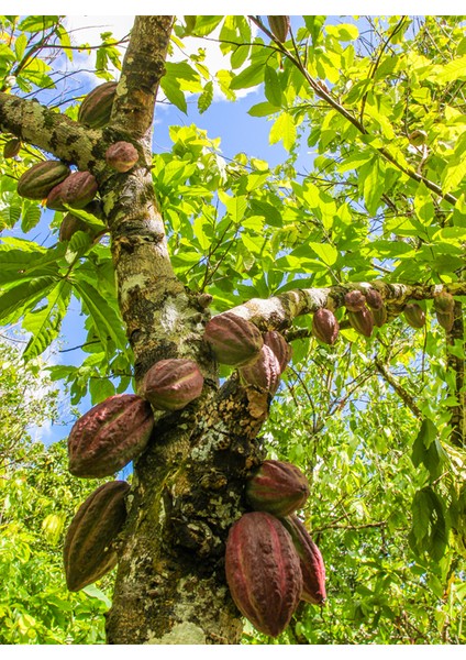 Peru San Martin Kavrulmuş Kakao Çekirdeği 100G indirimleri