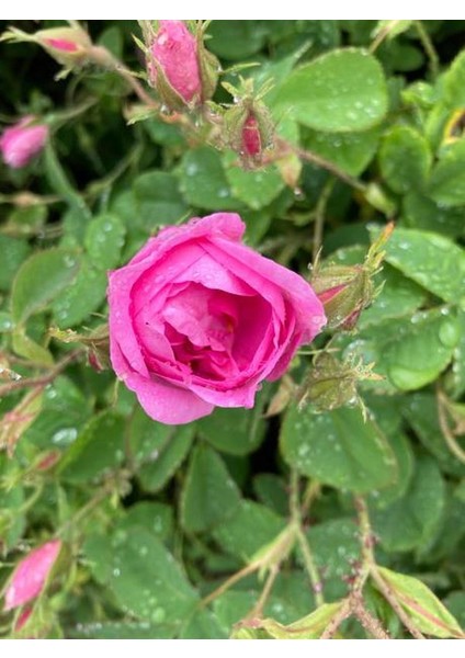 Saksılı Isparta Gül Fidanı 1 ADET Yoğun Kokulu 40-60Cm