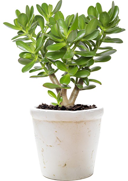 Bonsai Crassula Ovata Para Ağacı Yeşim 10CM Saksıda Büyük Boy