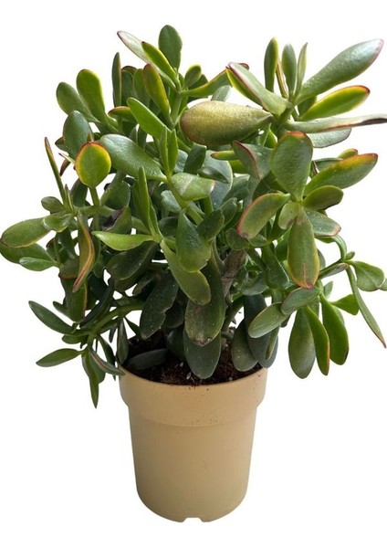 Bonsai Crassula Ovata Para Ağacı Yeşim 10CM Saksıda Büyük Boy