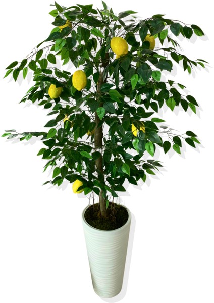 Yapay Ağaç Limon Ağacı 170 cm 56X30X20 Beyaz Kumsal Saksı modelleri
