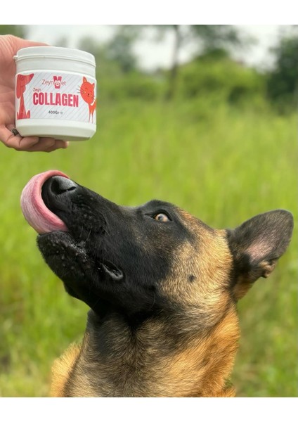 Zeyn Collagen 400 gr Kedi ve Köpekler Için Kas, Kıkırdak ve Tüy Sağlığı Multivitamin Gıda Takviyesi fiyatları