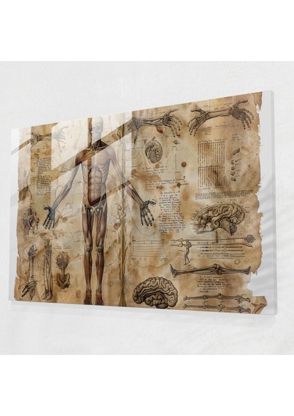 Leonardo Da Vinci Glass Print - Leonardo Da Vinci, Glass Print, Home Decoration, Classical Art, 45X30