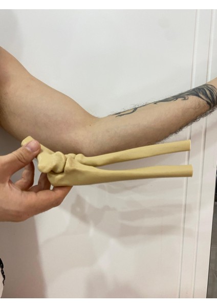 KemX3D Insan Anatomisi - Femur-Tibia-Humerus-Scapula-Kapitulum Humeri