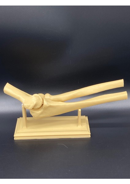 KemX3D Insan Anatomisi - Femur-Tibia-Humerus-Scapula-Kapitulum Humeri fiyatları