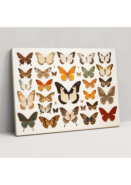 Kurutulmuş Kelebekler Fotogerçekçi Koleksiyon Duvar Dekorasyonu - Kurutulmuş Kelebekler, Sanatsal Ev Dekorasyonu, Duvar Dekorasyonu, Kelebek Duvar Süslemesi, 50X30