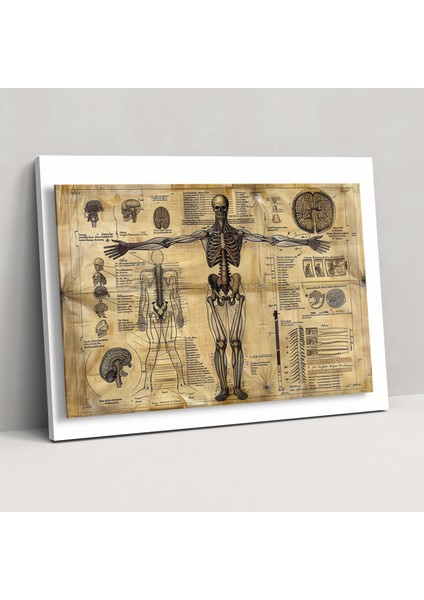 Leonardo Da Vinci Canvas Print - Scientific Diagram Of Human Anatomy - Leonardo Da Vinci, Leonardo Da Vinci, Canvas Print, Wall Art, 50X30