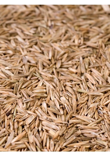 Lolium Perenne Ovatıon İngiliz Çimi 3 kg