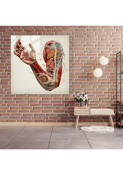 Tıp Anatomisi Cam Baskı - Tıp, Tıbbi Illüstrasyon, Gerçekçi, Karmaşık Detaylar, 70X70