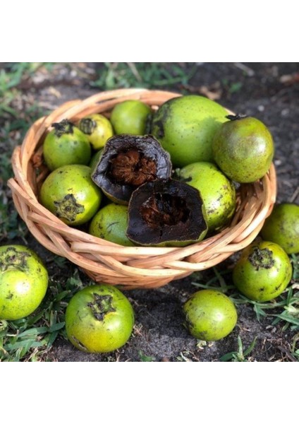 Tüplü Black Sapote (Çikolata Meyvesi) Fidanı