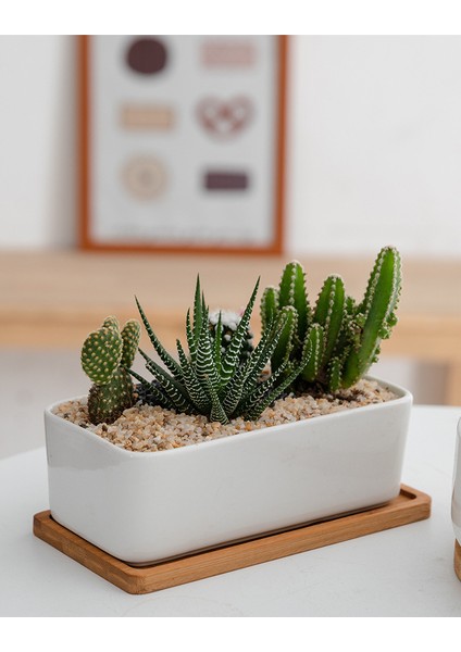 8cm Tarzı Elips Şekilli Bambu Ahşap Tabak Saksı Mini Bitki Çiçek Saksı Standı Succulent Saksı Tepsi Basit Şık Tasarım Ev Balkonu (Yurt Dışından) indirimleri