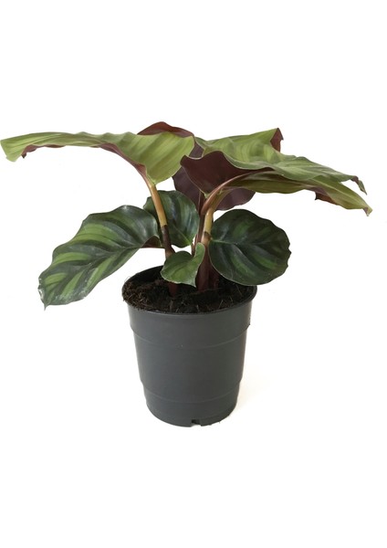 Calathea Fasciata (Dua Çiçeği)