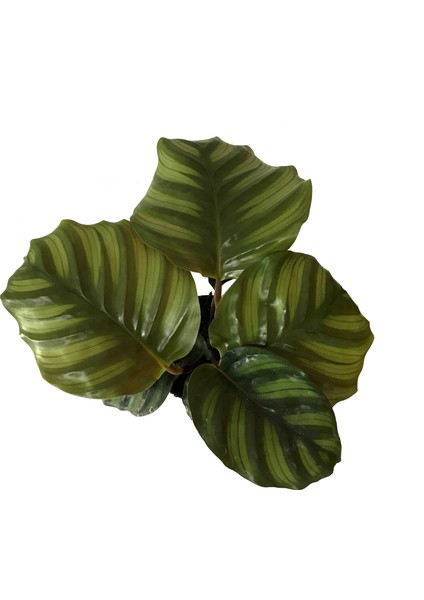 Calathea Fasciata (Dua Çiçeği)