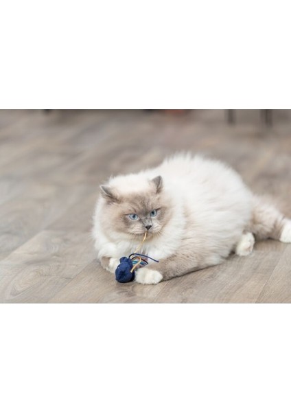 Kedi Oyuncağı, Deniz Canlıları Şeklinde, Peluş, Kediotlu 5-8cm fırsatları