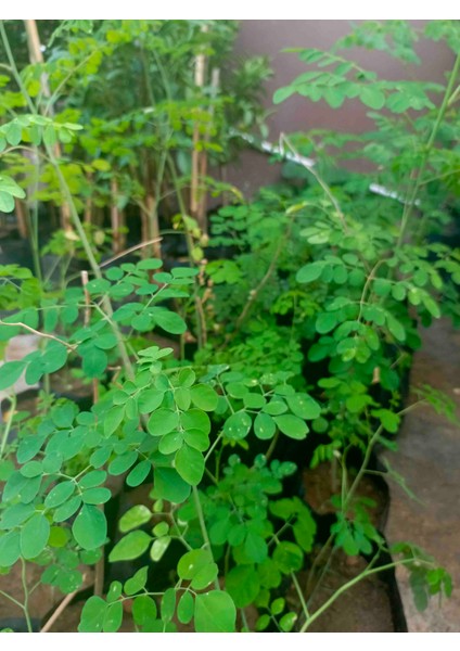 Tüplü Şifalı Moringa Fidanı