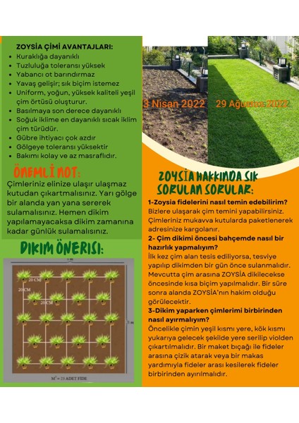 Bahçem Elit Zoysia Japonica Çim Fidesi 16 M2 Için 252 Adet 84'lük viol