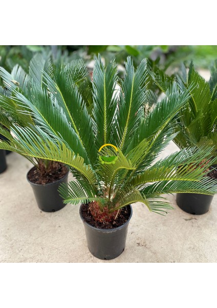 Fidan Sepetim Sikas Bitkisi 'cycas Revoluta'