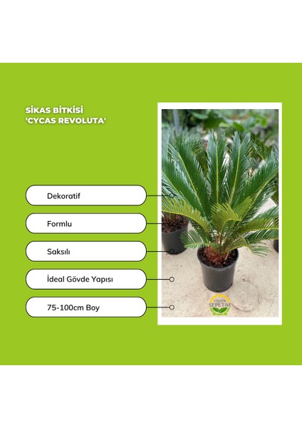 Fidan Sepetim Sikas Bitkisi 'cycas Revoluta'