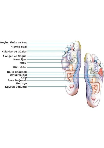 Tabanlık Bayanlar Için 35-39 Numara Ayak