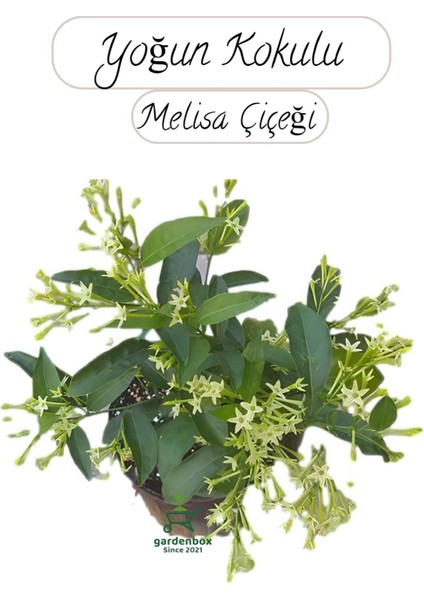 Saksıda Melisa Çiçeği 30-40CM Gece Sefası Çiçeği