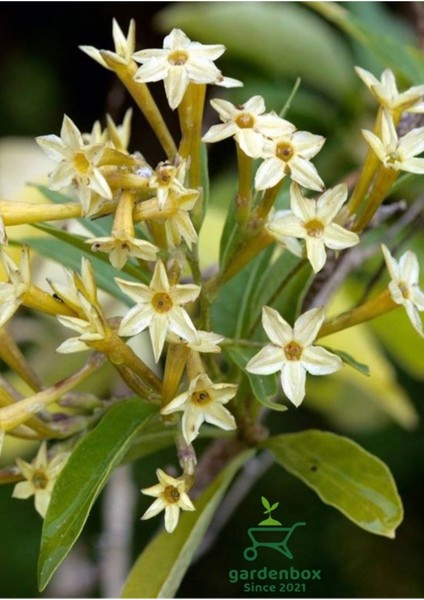 Melisa Parfüm Çiçeği 30-50CM 1 Adet (Cestrum Nocturnum) fırsatları