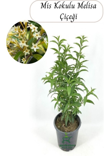 Cestrum Nocturnum Melisa Parfüm Çiçeği 1 Adet Saksılı 30-50CM+YEŞIM Çiçeği