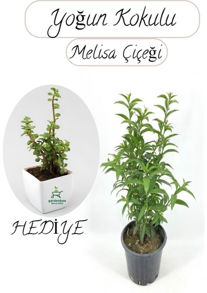 Cestrum Nocturnum Melisa Parfüm Çiçeği 1 Adet Saksılı 30-50CM