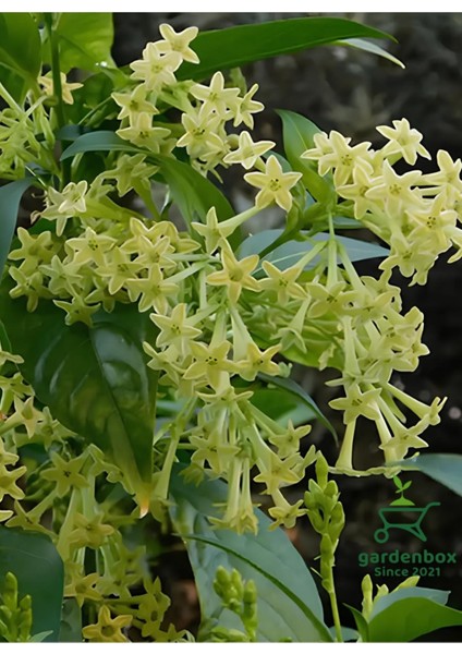 Kolanya Çiçeği 1 Adet Sakıda Melisa Çiçeği 30-50CM (Cestrum Nocturnum)