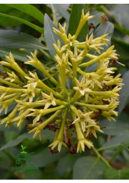 Kolanya Çiçeği 1 Adet Sakıda Melisa Çiçeği 30-50CM (Cestrum Nocturnum) modelleri