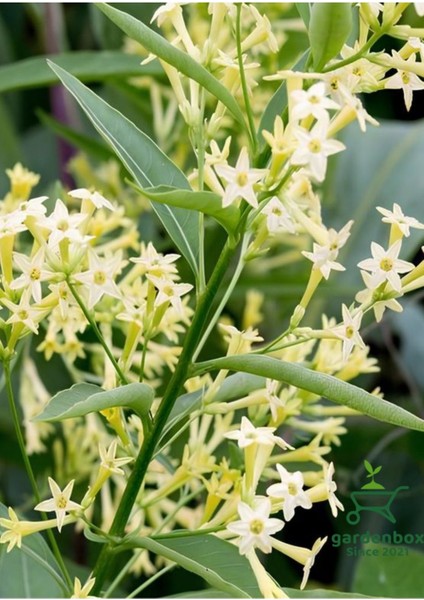 Doğal Bahçe Kokusu Melisa Çiçeği 1 Adet Saksıda 30-50CM (Cestrum Nocturnum)