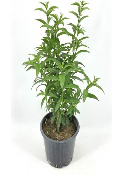 Doğal Bahçe Kokusu Melisa Çiçeği 1 Adet Saksıda 30-50CM (Cestrum Nocturnum) fiyatları