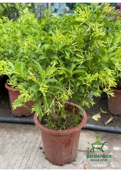 Doğal Bahçe Kokusu Melisa Çiçeği 1 Adet Saksıda 30-50CM (Cestrum Nocturnum) modelleri