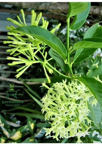 Yoğun Kokulu Melisa Çiçeği Saksılı 30-60CM (Cestrum Nocturnum)