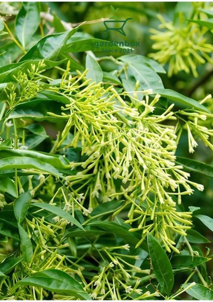 Yoğun Kokulu Melisa Çiçeği Saksılı 30-60CM (Cestrum Nocturnum) modelleri