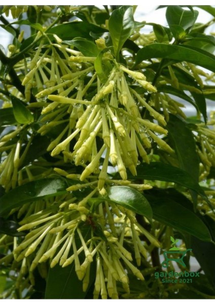 Doğal Bahçe Kokusu Melisa Çiçeği 1 Adet Saksıda 30-50CM (Cestrum Nocturnum)